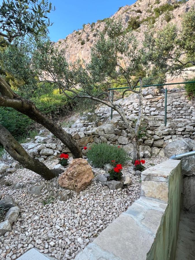 מאקרסקה Villa Pelargonia מראה חיצוני תמונה